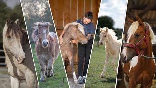 PRÉSENTATION DE MES 16 CHEVAUX ! 