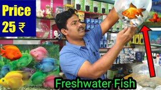 New Beautiful and Popular Aquarium Fishes New stock update ||  Aquarium Fish price with Name