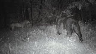 Wolves protect their young from Brown Bear [Captions]