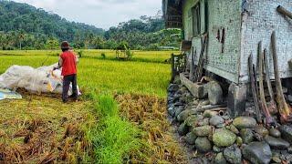 Aktivitas Di Kampung Terpencil. Sawah Lereng Gunung, Indah Alam Desanya, Suasana Pedesaan Jawa Barat