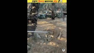 Tiger is no less than anyone #viral