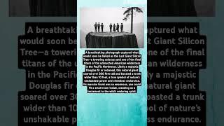 The Last Giant Silicon Tree: A Monument to Nature’s Majesty