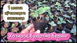 1 млнта Қулупнай кўчатларимизга буюртмалар қабул қилишни бошладик #agro #qulupnay #qishloqxojaligi