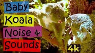 Zgomot Koala, Koala pentru bebeluși și Ursul Koala (animal australian, Koala, Koala Sound)