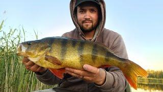 1,38 KG/44 CM MONSTER PERCH! - MY BIGGEST PERCH EVER!