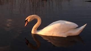 Вечерний релакс . Лебединая пара в лучах заходящего солнца . Swan in the pond .