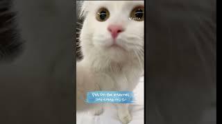 Cutest ️#кот #subscribe #shorts #catshorts #viral #shortvideo #cat #cats #catlover