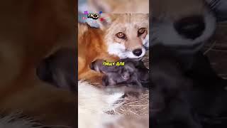 Лиса искала еду для своих детей️ #животные #animals