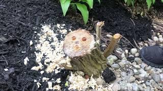 Killing A Stump - FOR GOOD!