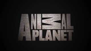 Animal Planet Channel Branding Bumper