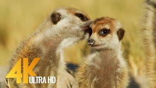 Meerkats & Squirrels from the Kalahari Desert - 4K Wildlife Documentary Film with Narration