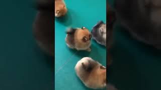 What The Cute & Funny Lovely Puppy #short#0947