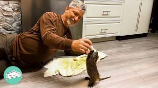 Man Finds A Baby Nutria On The Street. Now He Has His Heart | Cuddle Buddies