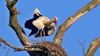 Nesting birds – White stork (Ciconia ciconia)