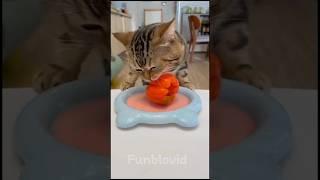 Funny cat #cute #trending #ytshorts #ytviral #cat #pets #comedy #kittycat #kids #catlover #eat