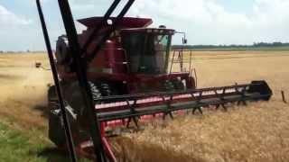 Case IH 2388 Harvesting Wheat