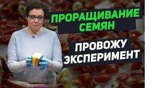 ПРОРАЩИВАНИЕ СЕМЯН. Какой способ проращивания семян лучше?