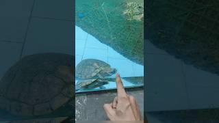 Turtle Enjoys Swimming 