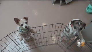 LA Animal Services To Host 'Happy Furry Giving' Adoption Event This Weekend With Reduced, Waived Ado