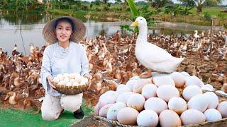 Harvesting DUCK EGGS, Harvesting CHICKEN EGGS...Goes To The Market Sell | Phương Farm Life