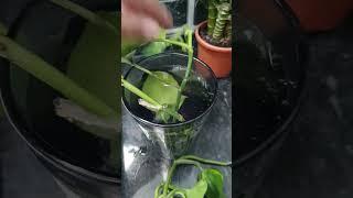 #money #monyplant monyp