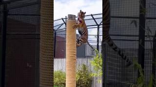Tiger The Royal Bengal Jump #300milion#tiger #1M subscribes