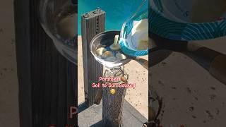 Potatoes get harvested and cooked with the sun. Parabolic mirror provides focused sun rays. #shorts