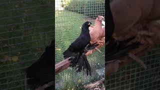 УЗБЕКСКИЕ ГОЛУБИ, Usbekische Tauben Deutschland, pigeons, uzbek pigeons, in germany