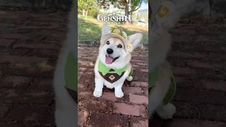 DIY Kachina Corgi Cosplay!  #GenshinImpact