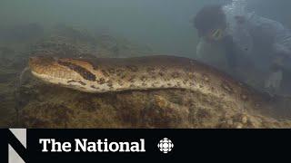 #TheMoment scientists discovered a new species of giant snake