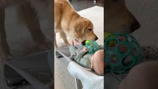 Proof dogs are the best siblings