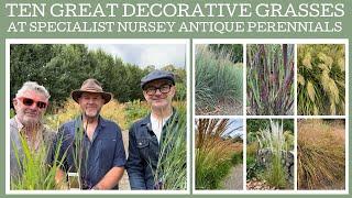 Ten great decorative grasses at specialist nursery Antique Perennials!