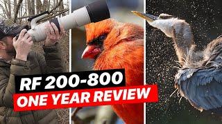 1 Year with the Canon RF 200-800 – Regrets or Best Purchase?