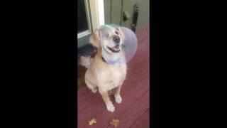 Best Alternative to the E-Collar. Novaguard Marley Through The Doggy Door