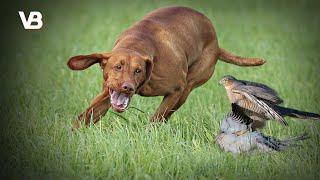 The 10 Best Bird Hunting Dog Breeds