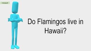 Do Flamingos Live In Hawaii?