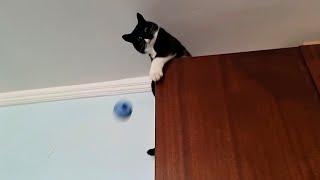 (Misho) playing with very smart cat ‍⬛