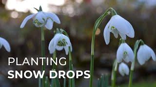 How to Plant Snowdrops