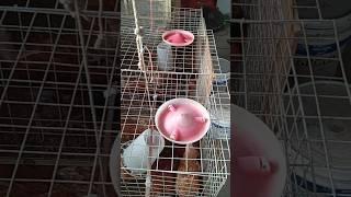 Feeding time for chickens