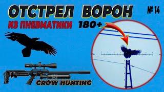 Отстрел Ворон за 180 метров из пневматики №14. Crow Hunting 2024. Кроухантинг. Jack Hunter.