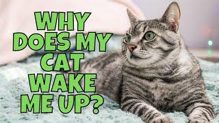 Why Does My Cat Wake Me Up at Night? (Tips & Tricks)