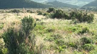 Rotational Grazing - Desert Land and Livestock