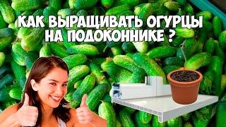 Как посадить и выращивать огурцы на подоконнике дома? Сорта, посадка, уход.