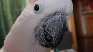 Cockatoo Meltdown To Whispering (volume alert ️)