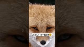 Лисьи истории | Документальный фильм