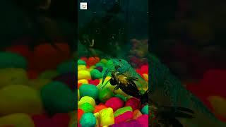 Lucky Aquarium ( Crayfish attacked blackmore fish? ) #fish #viral #shorts  #fishattack