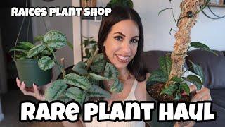 RARE Plant Haul 2021 // Getting my wishlist house plants!