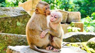 Everything you need to know about Pigtail monkeys | (Educational Purpose Only) | Pigtail world