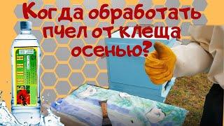 Когда обрабатывать пчел от клеща осенью. - Когда обработать пчел бипином.