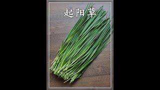 起陽草為何只能割不能拔 #韭菜 #神奇的植物 #植物科普 #植物百科